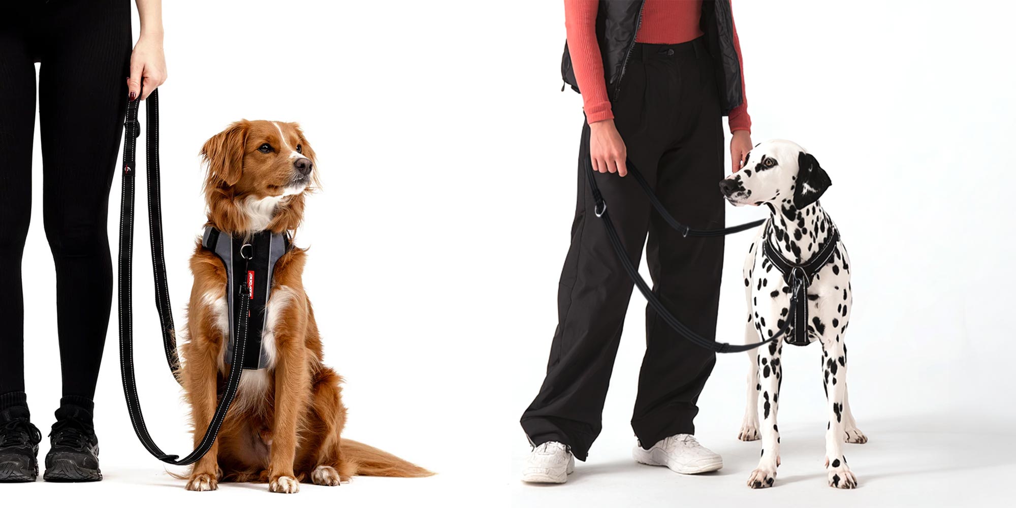 ezydog-vs-halti-vs-coda-double-dog-leash-comparison