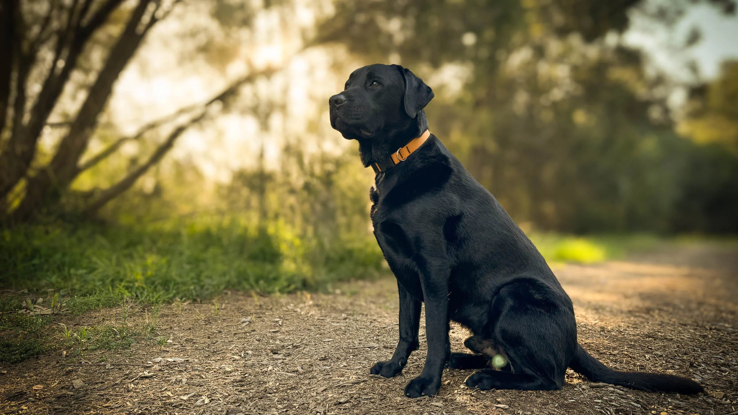 A black dog sits calmly on a dirt path in a natural outdoor setting wearing an orange dog collar. The background features soft, natural lighting with trees and greenery.