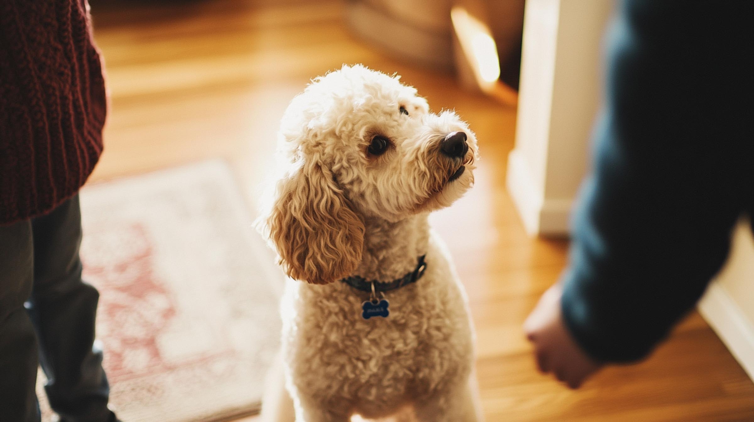 Dog watching and listening attentively as owner repeats a command