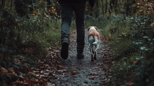 A dog walking at its owner’s heel, looking calm and focused on a quiet path