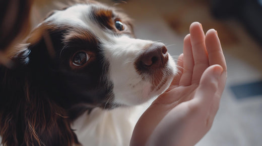 Dog touching their owner’s palm with its nose, showing focus and engagement