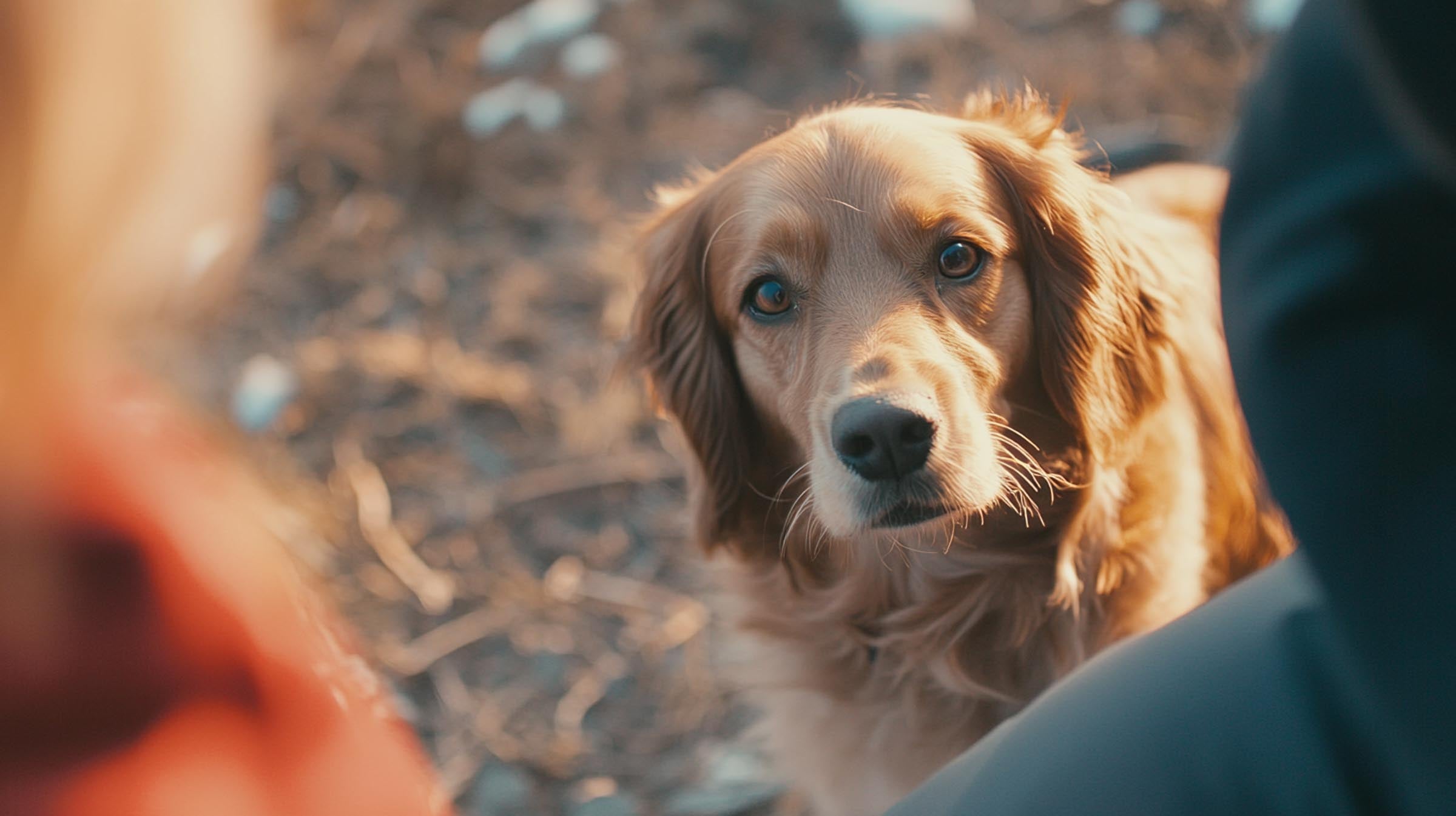 A dog making eye contact with their owner, showing focus and connection