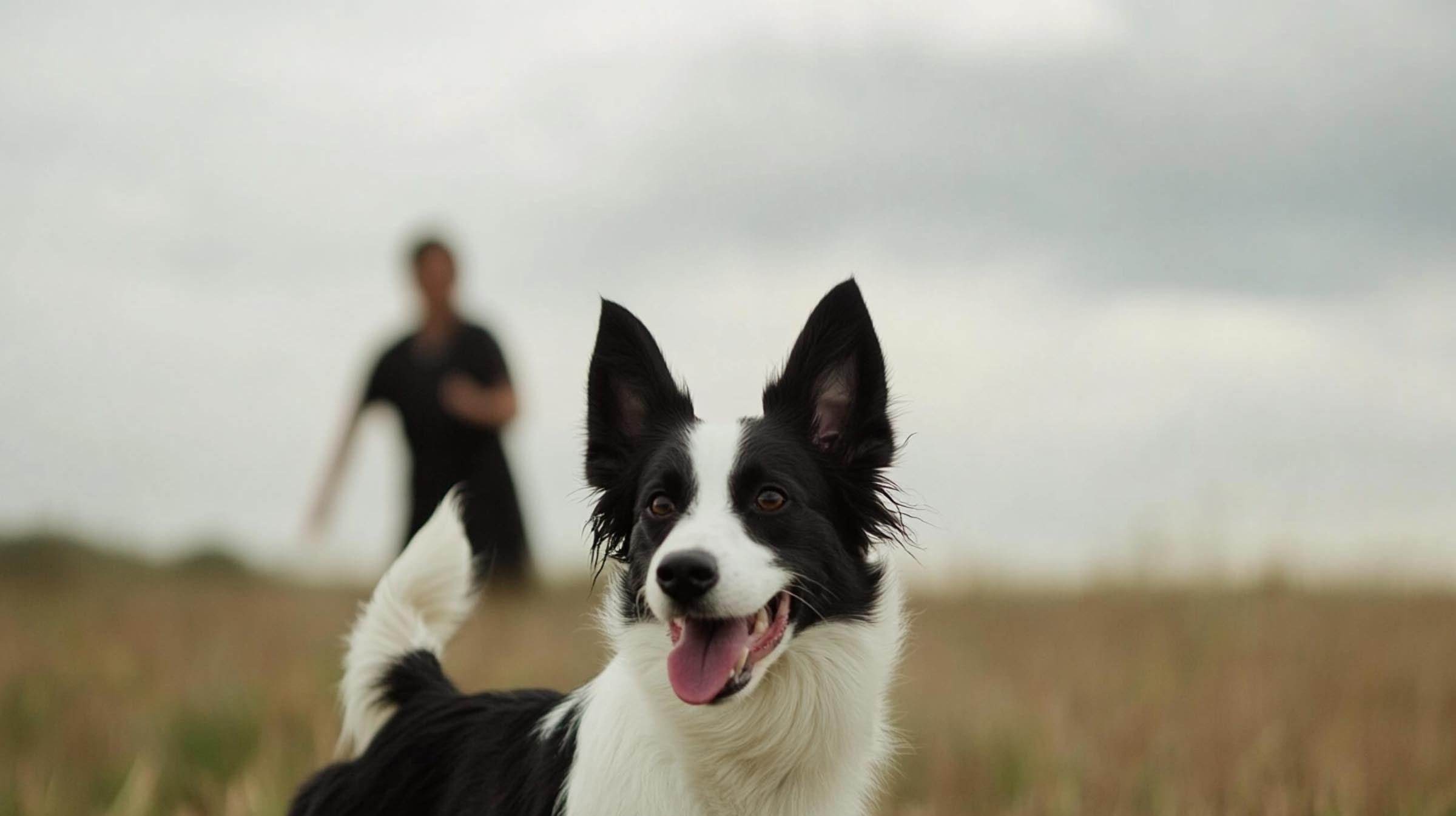 A happy Border Collie in a field, focused with its tongue out, as its owner calls from behind