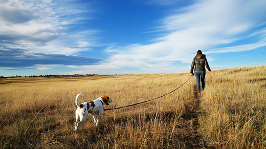 A dog and its owner exploring a field on a long leash