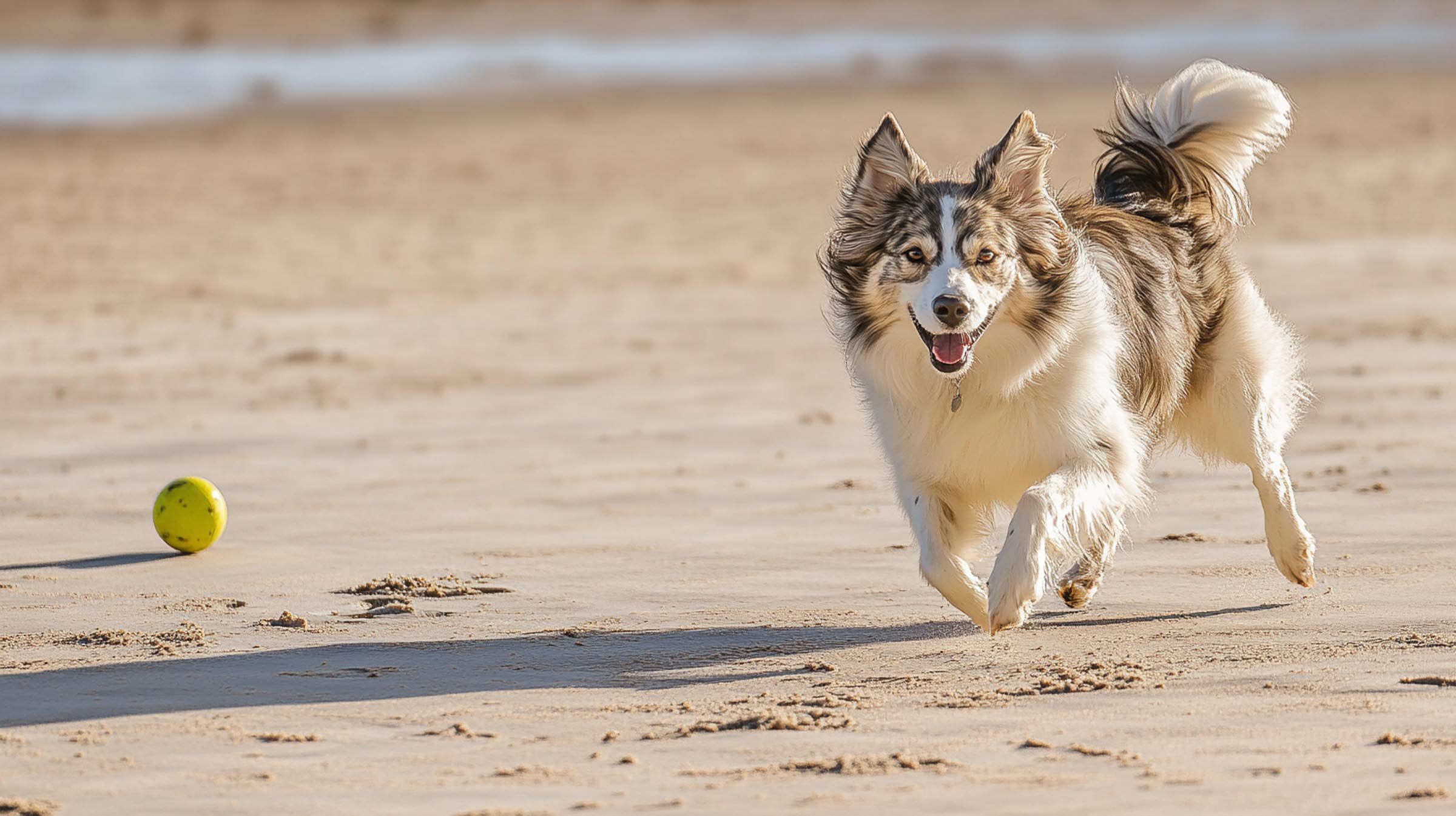 A happy dog running off leash on the beach with a yellow ball nearby