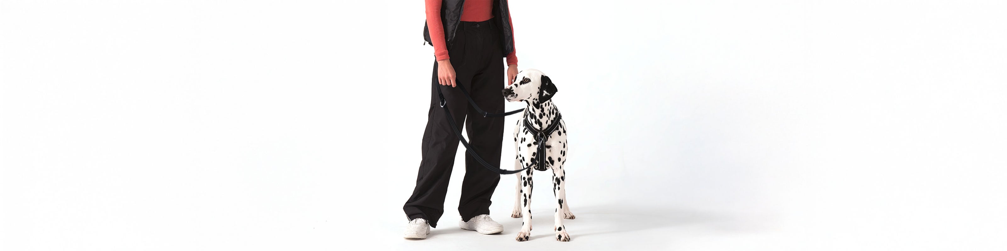 Person holding a double ended dog leash attached to their Dalmatian dog on a white background