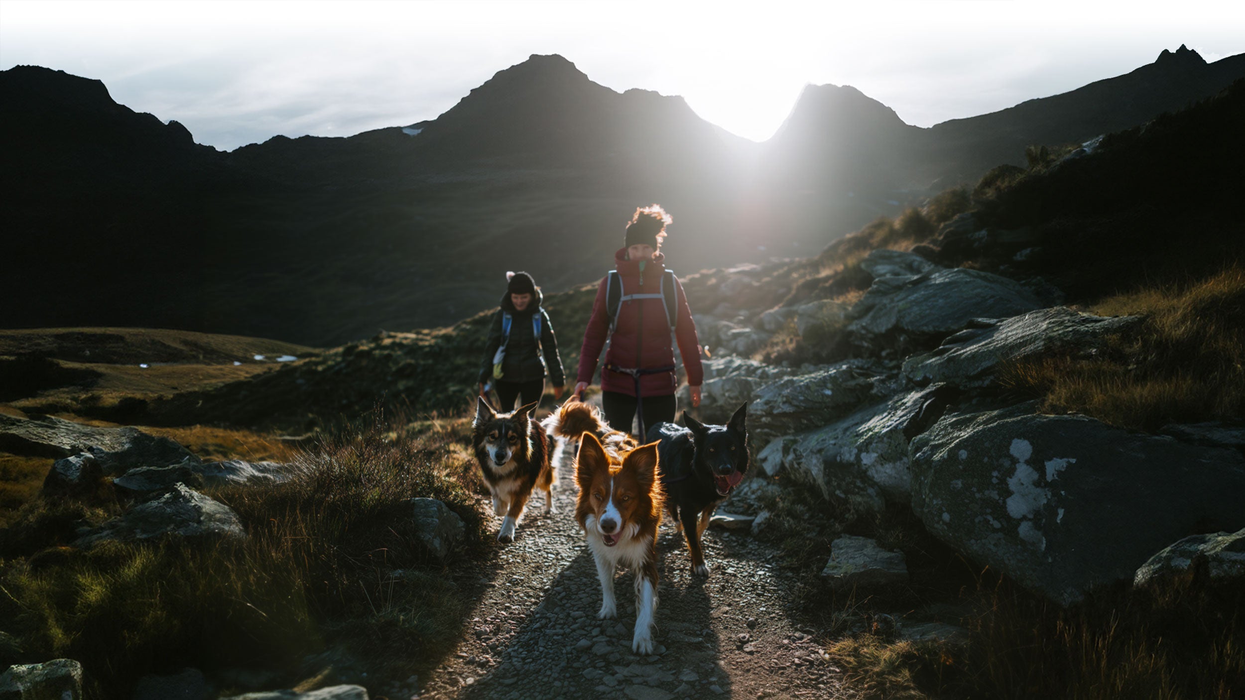 Two people hiking with dogs on a mountain trail during sunset.